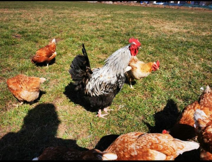 Woidhauserhof Waakirchen エクステリア 写真